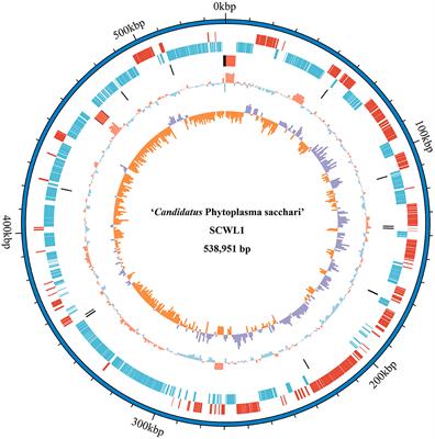 Complete genome sequence of “Candidatus Phytoplasma sacchari” obtained using a filter-based DNA enrichment method and Nanopore sequencing